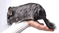 Како да се скроти chinchilla на рака